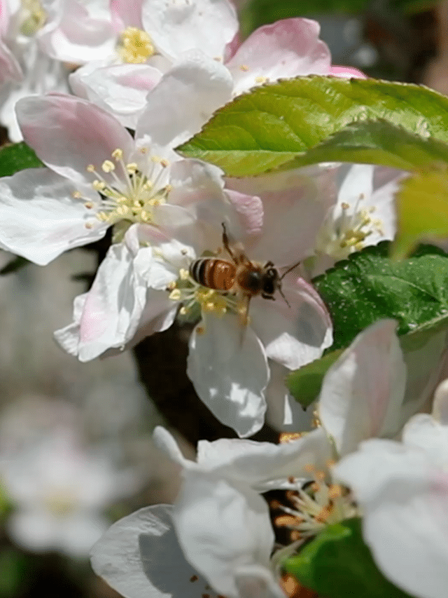 Biodiversiteit in de boomgaarden